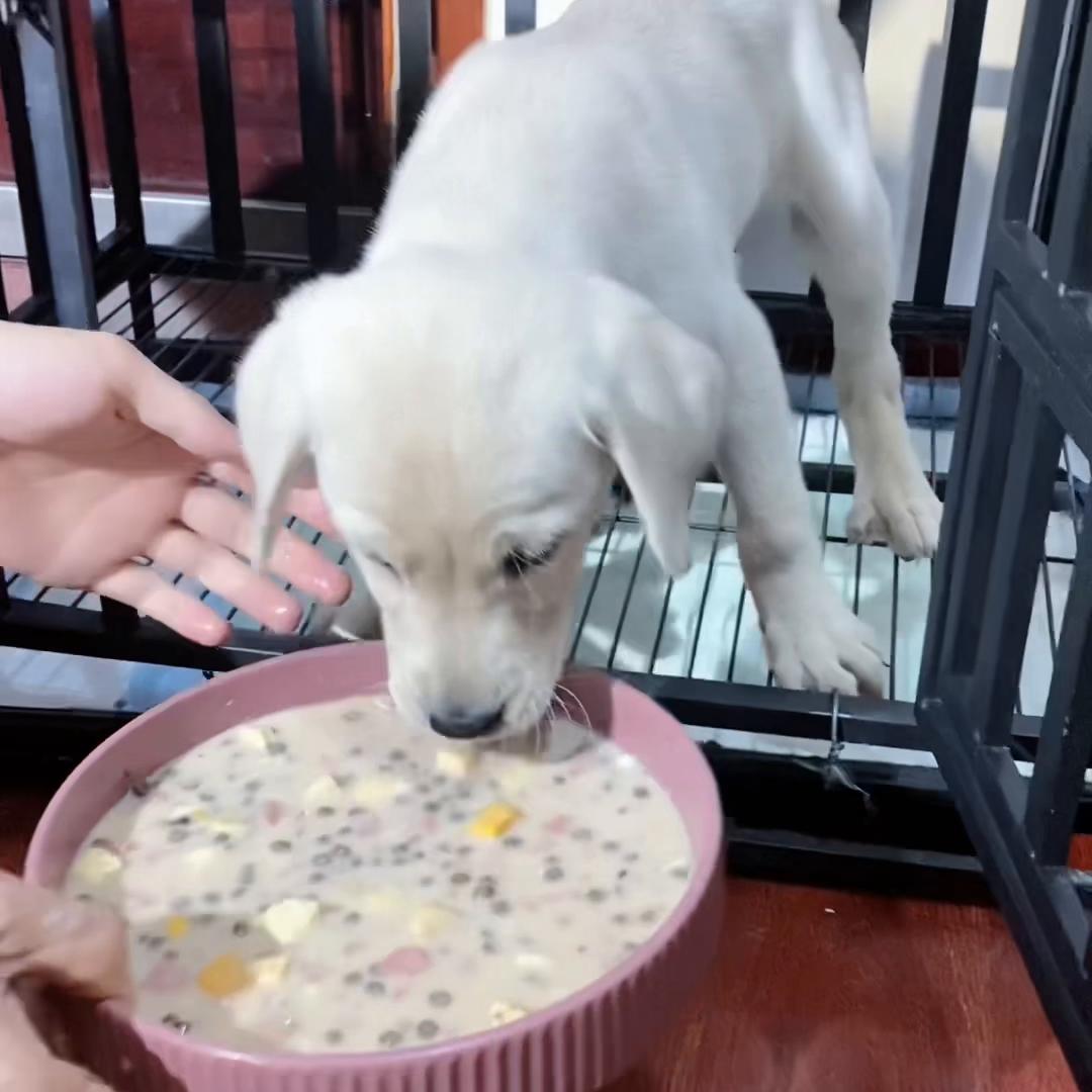 拉布拉多幼犬喂养的最佳方法,拉布拉多幼犬新手怎么喂