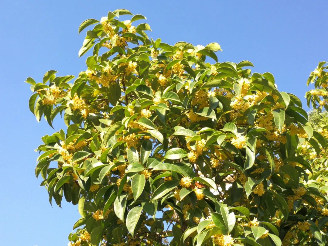 汉字解象（91）桂