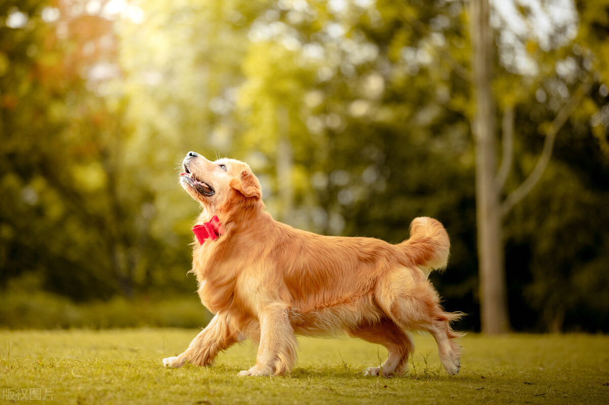 排名前十的狗狗排名,排名前十的狗狗羊奶粉