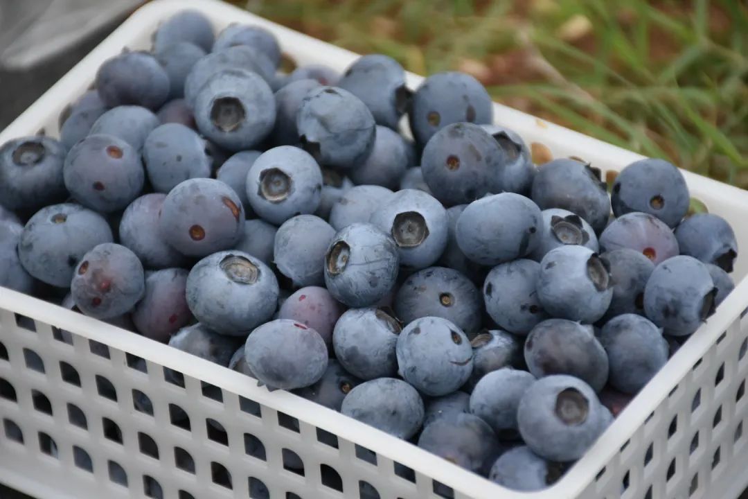 超甜预警！夏日采摘季！快来汉中实现水果自由~