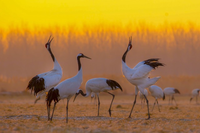 江苏省内旅游景点推荐自驾游,江苏旅游景点大全排名前十名
