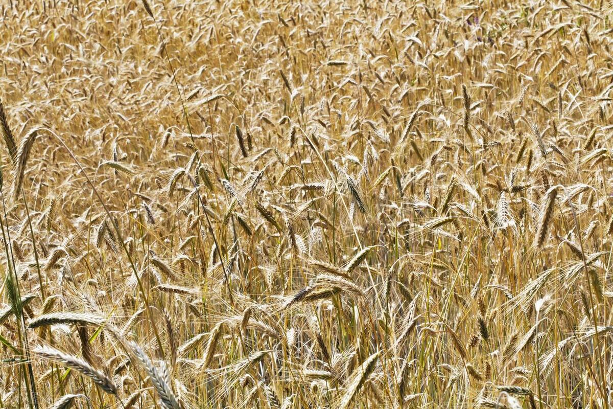 中国杂粮之乡兴县,兴县有机杂粮