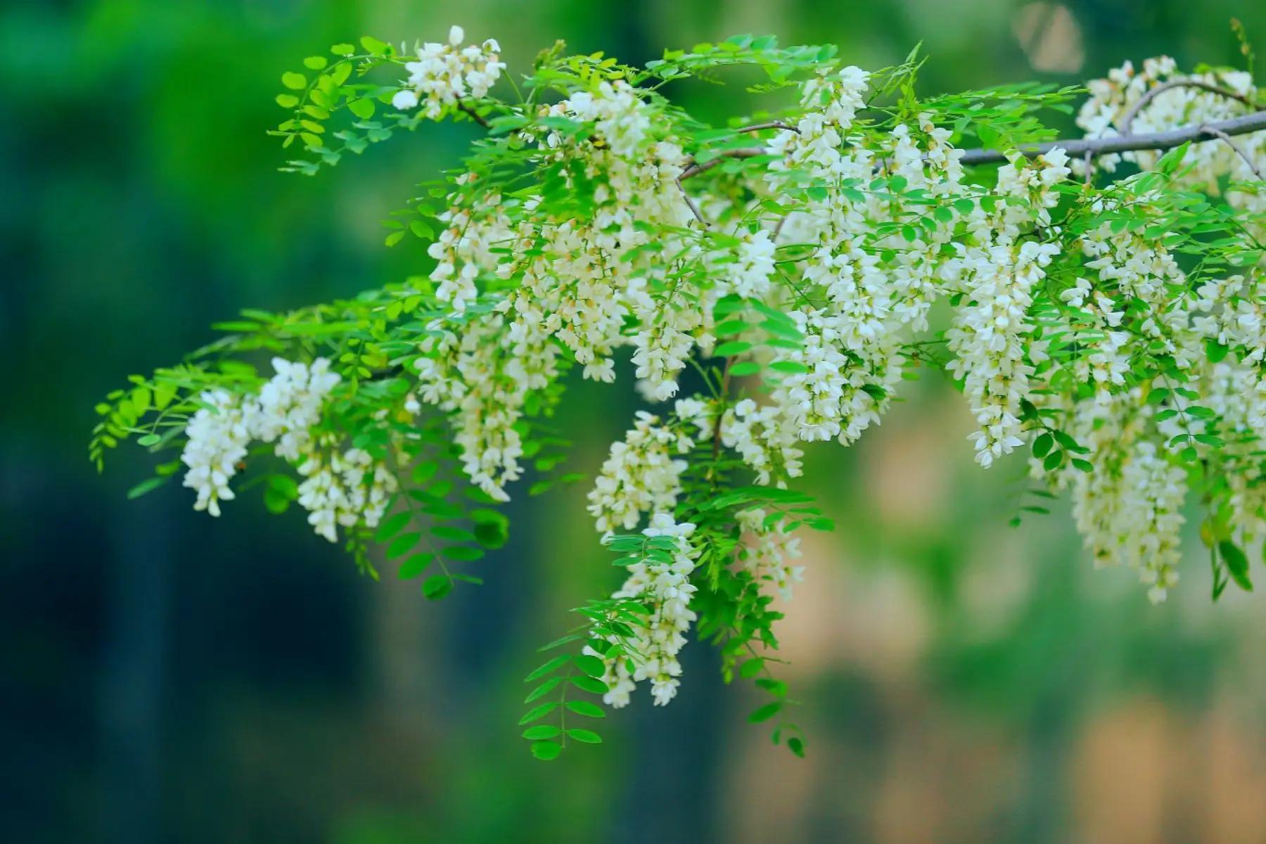 怀念槐花的诗句,五律咏槐花