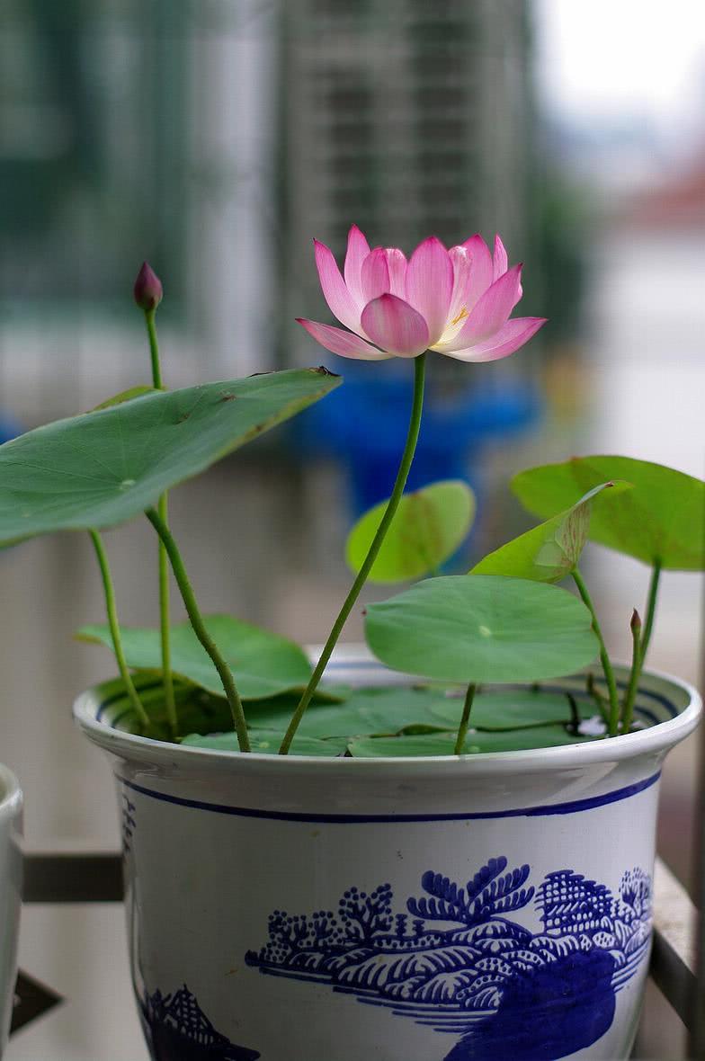 家庭客厅养什么花好看又旺财,客厅最吉祥的三种花