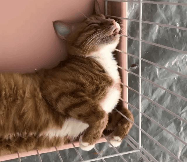 有的猫身体很软有的猫就硬,有的猫就是天生的坏种