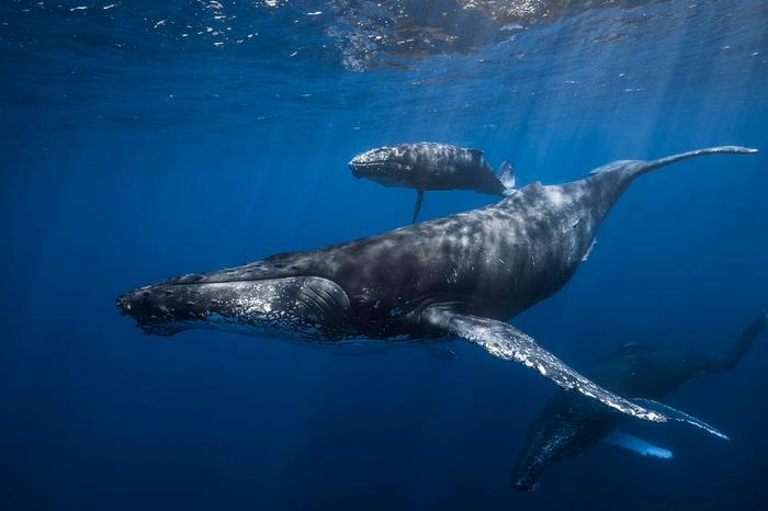 大量鲸鱼集体搁浅,西澳150只鲸鱼大规模搁浅原因何在