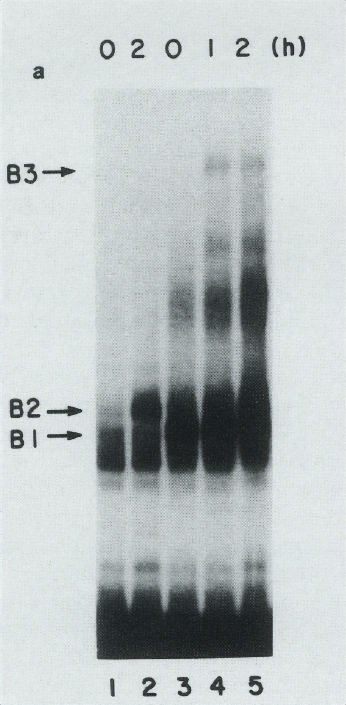 走近干扰素之父的科研历程,美籍华人科学家最新科技成果
