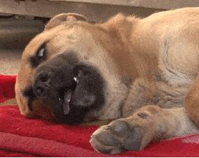 狗狗闭着眼睛睡觉代表什么,狗狗睡觉为什么会有怪异的动作