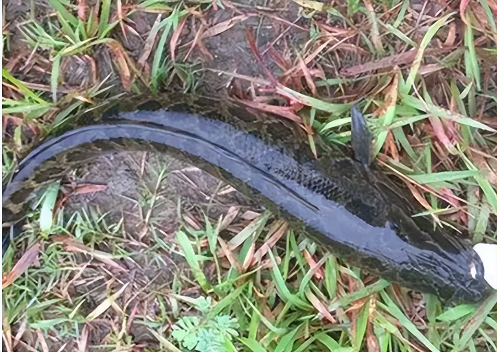 野生鱼，你买对了吗？