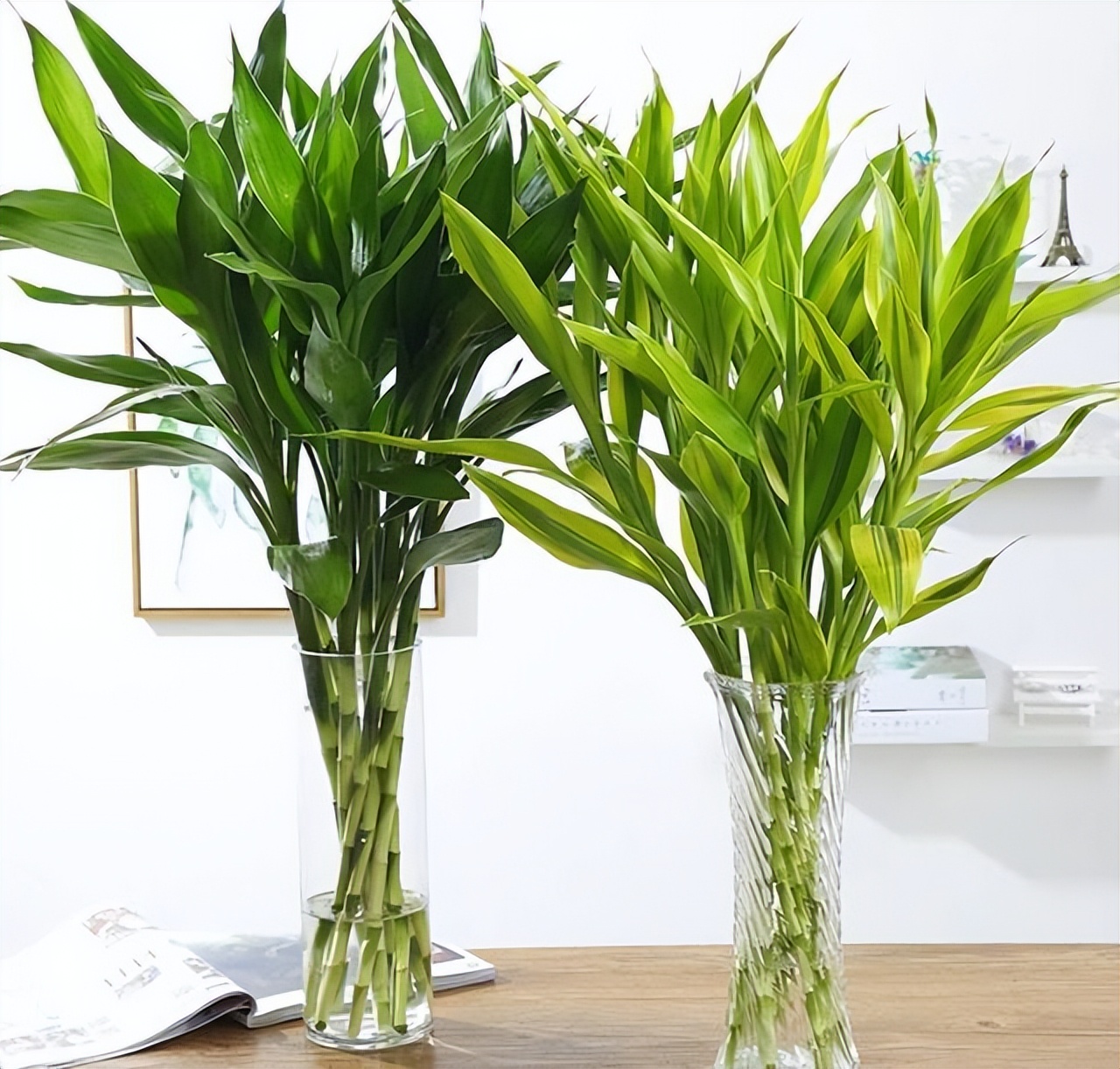 办公室水培富贵竹一般养几根最好,水培富贵竹养几根才最好吉利