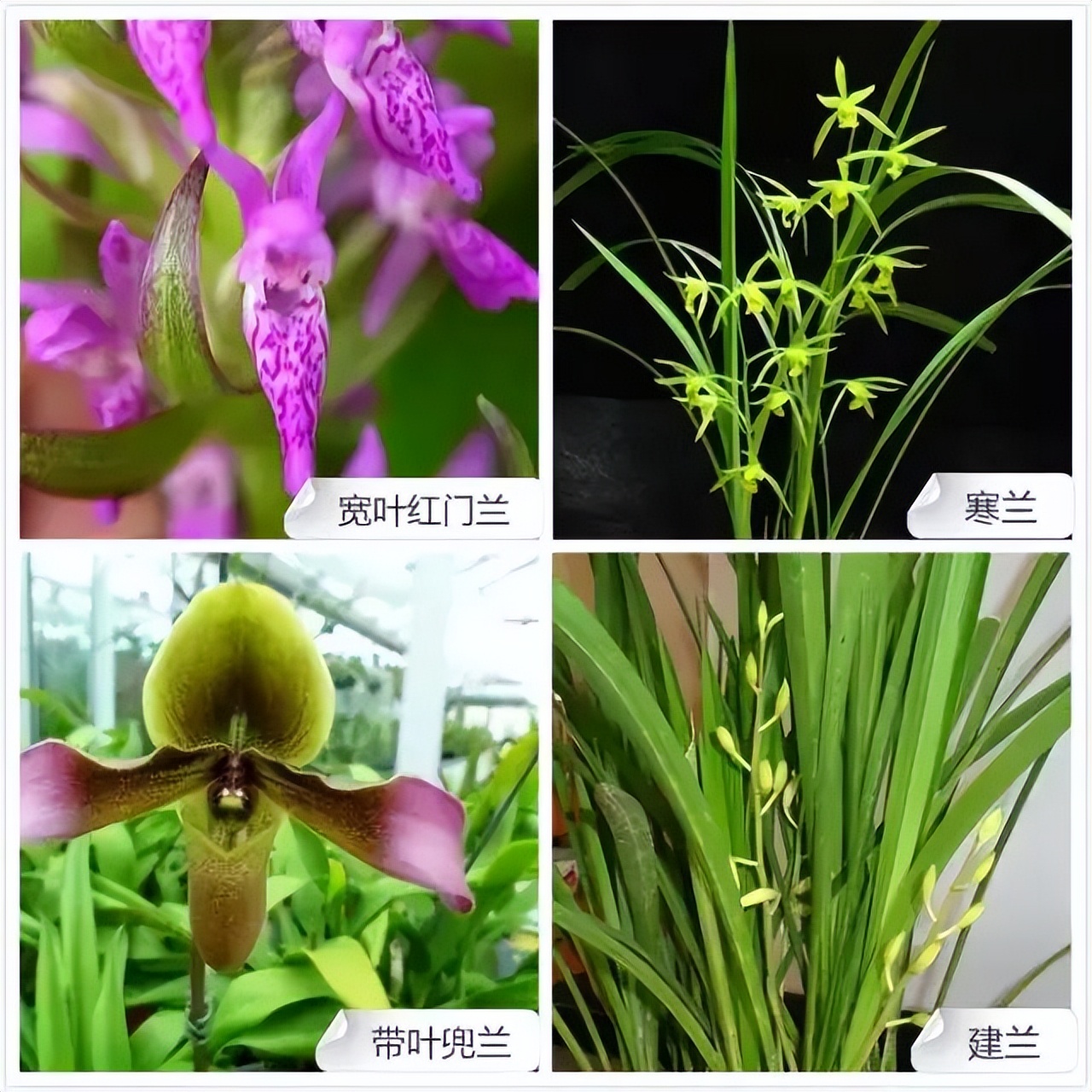 常见兰花品种图片名称及介绍大全,各种兰花品种名称及图片大全