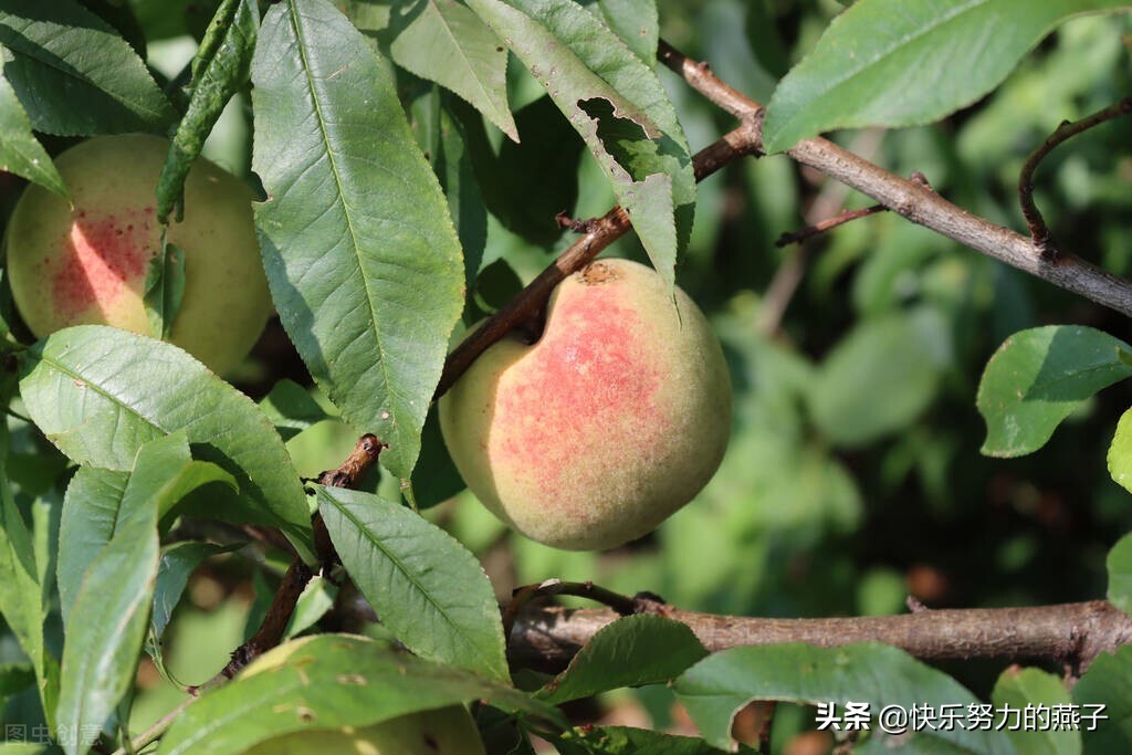 山东有位卖桃老人,连收*币假**,孝顺的女儿悄悄给换掉