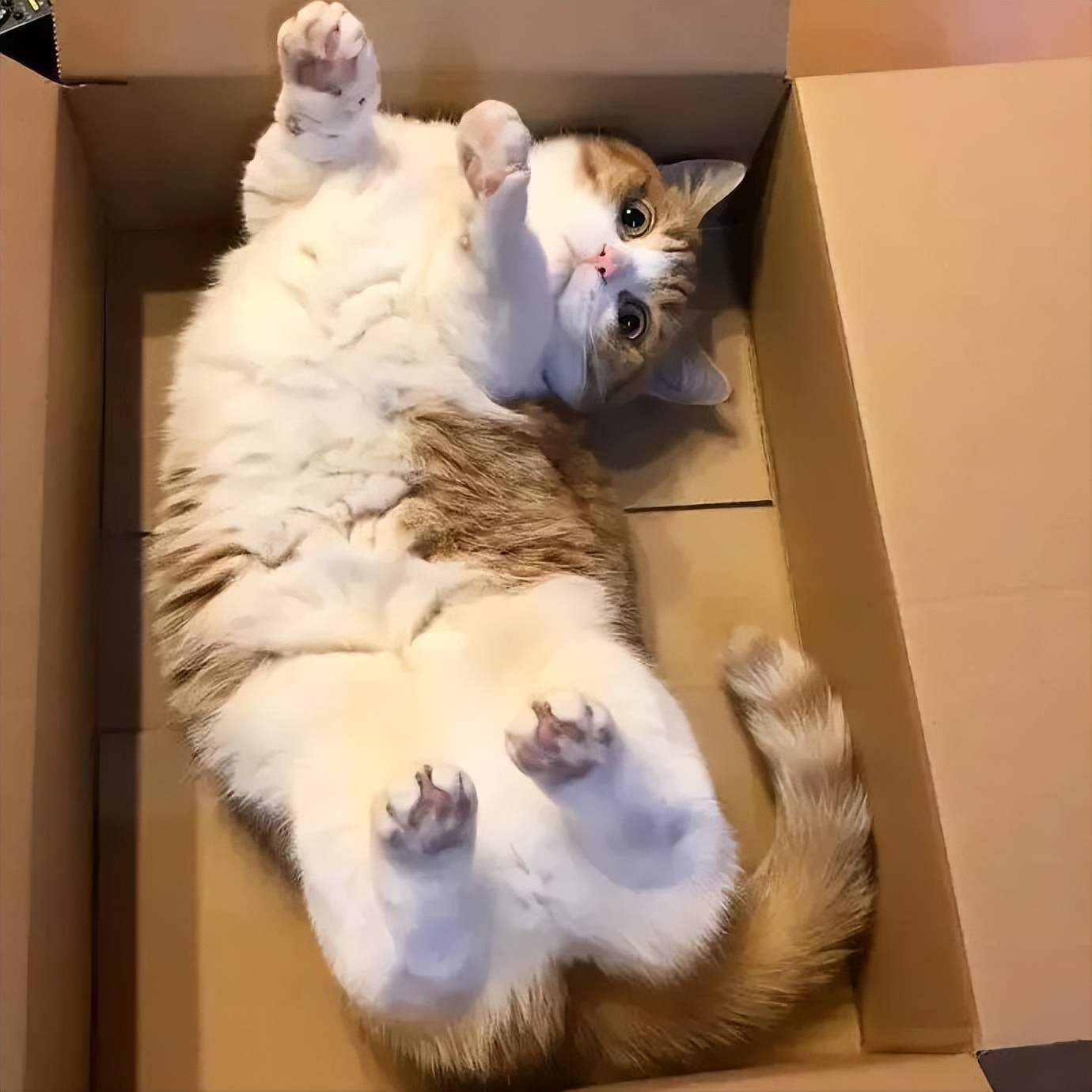 猫咪最喜欢抚摸它的什么部位,猫咪比较喜欢抚摸身体的哪些部位