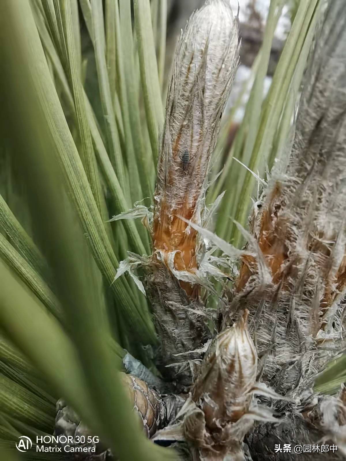 松大蚜为害标准,松树防螟虫