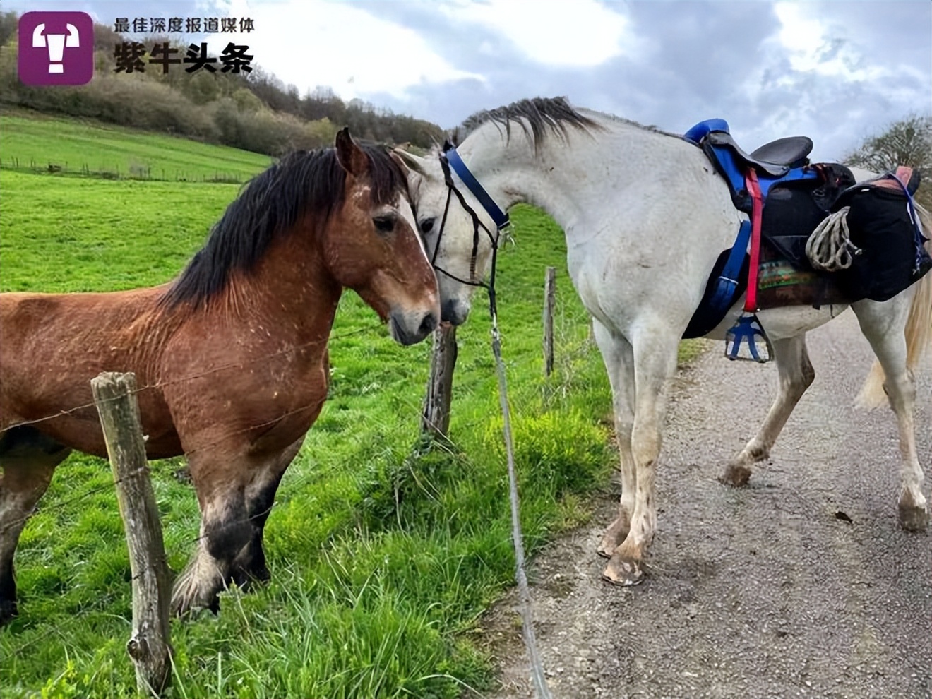 山东小伙买匹白马走欧洲,山东小伙欧洲买马骑回国