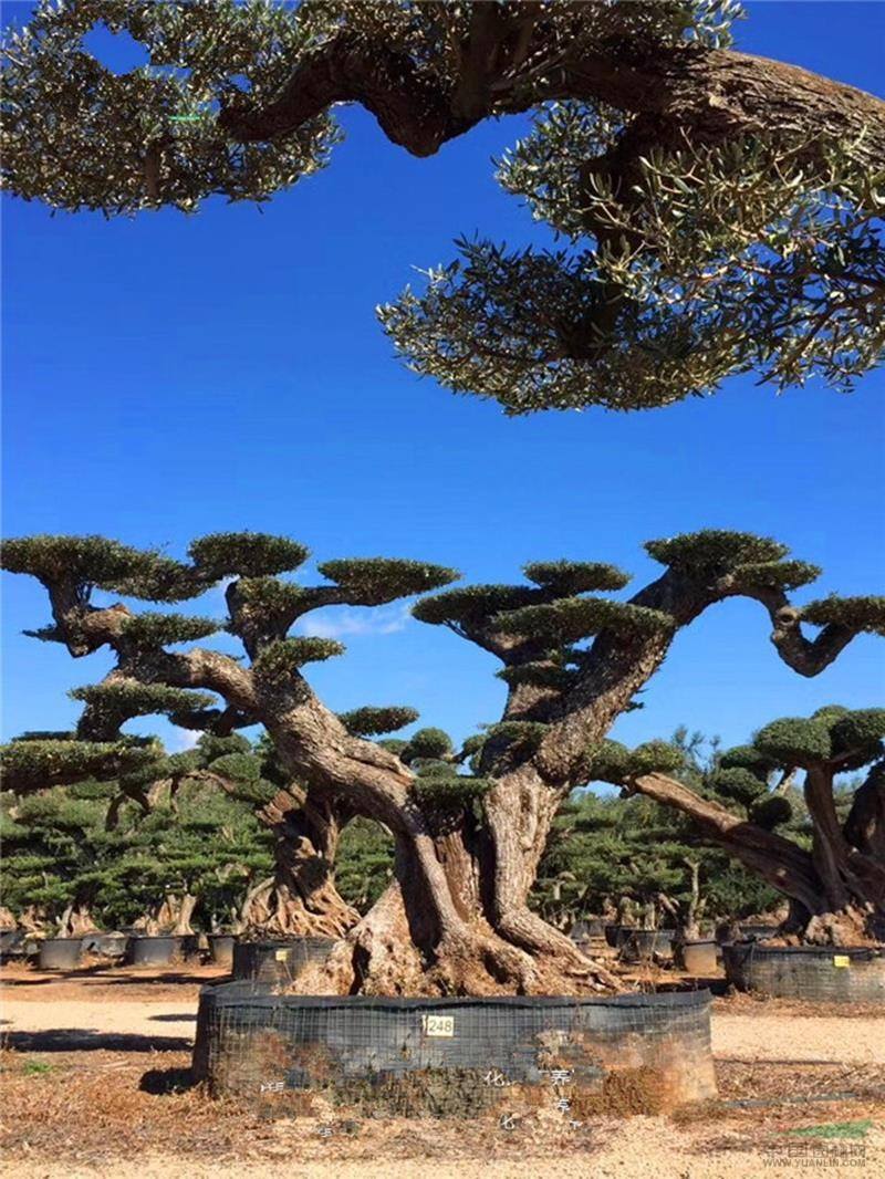 树卖多少钱一棵,什么树栽一棵值钱上十万元