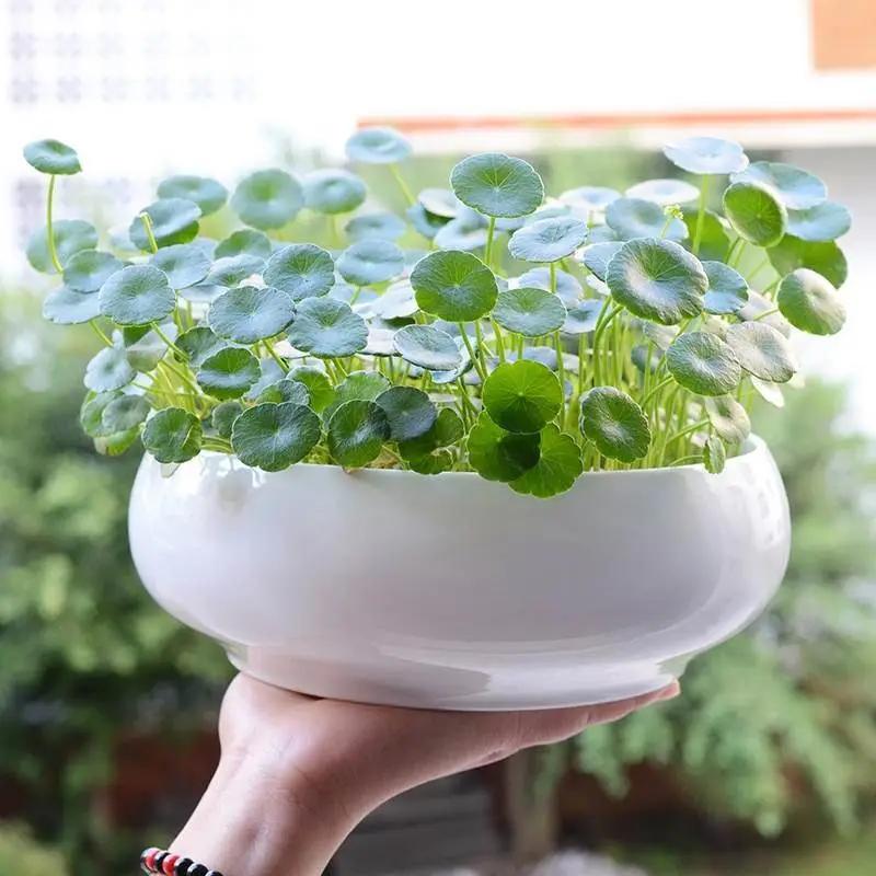 5种花不怕旱就怕涝,抽水机总是显示缺水漏水什么原因