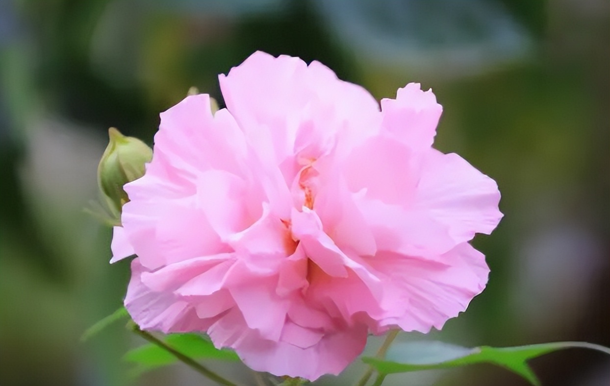 男人心里惦记好多女人,男人心里惦记你会有的自然表现