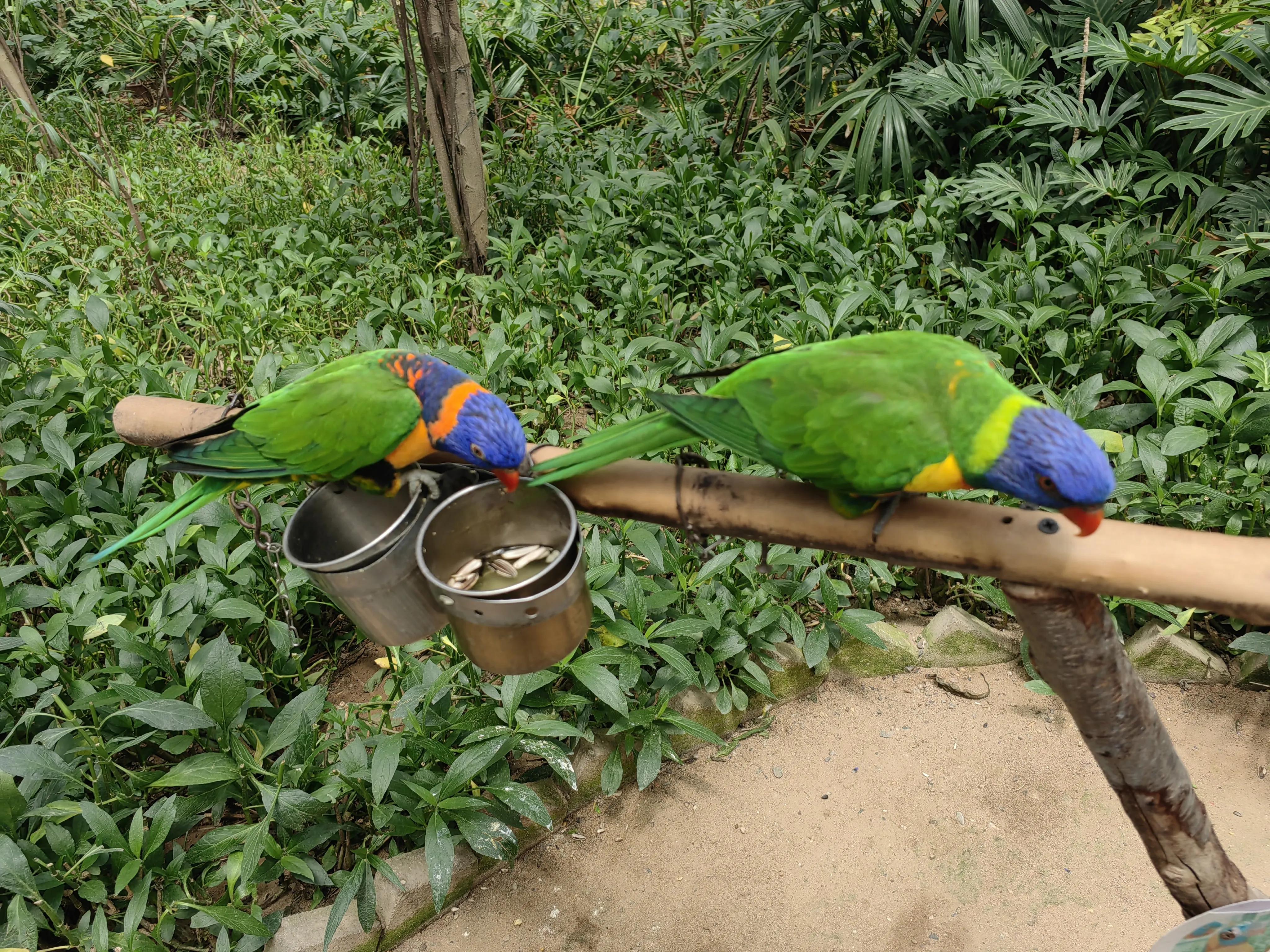 北京南宫五洲植物乐园测评,北京南宫五洲植物乐园视频