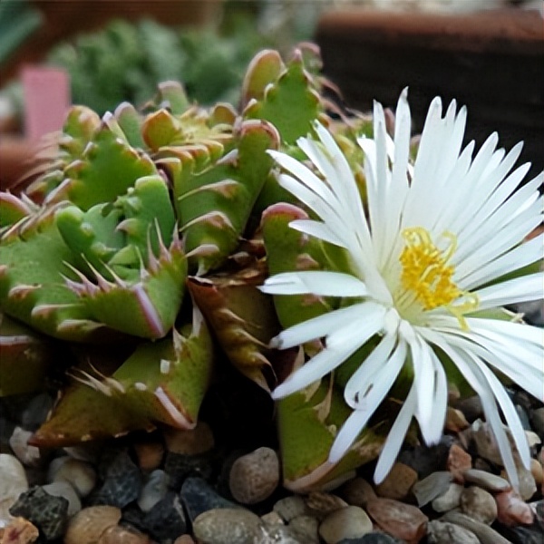 102个大类近500个多肉植物图片，都极其美丽，建议在家中也养一盆