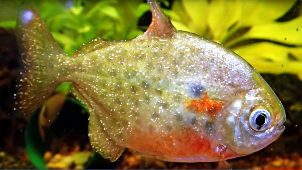 鱼得了白点病的最佳治疗方法,白点鱼病需要什么药治疗