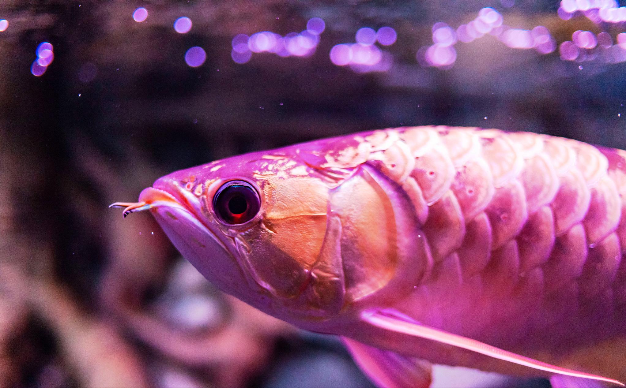 龙鱼失鳔是什么原因,龙鱼失鳔怎样治疗