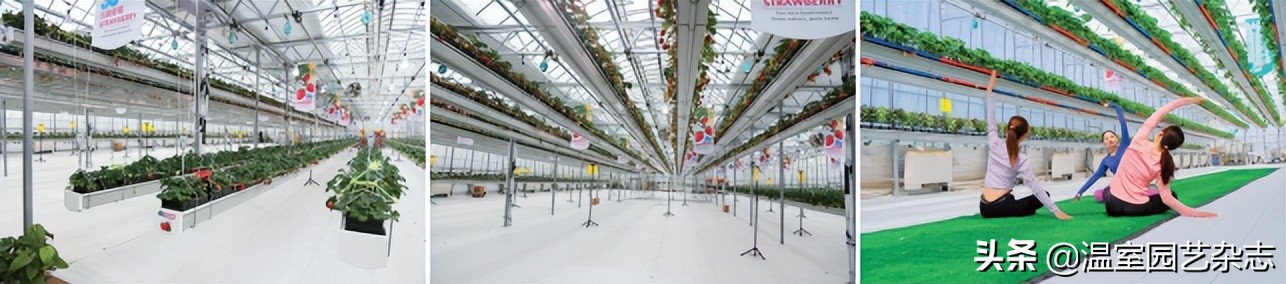 关注｜可升降的观光型草莓吊架，你见过吗？