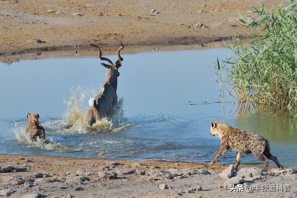 比特犬单挑中国土狗,一只东北虎能战几只比特犬