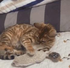 傻猫摸小刺猬被吓到了,傻猫欺负小鸡