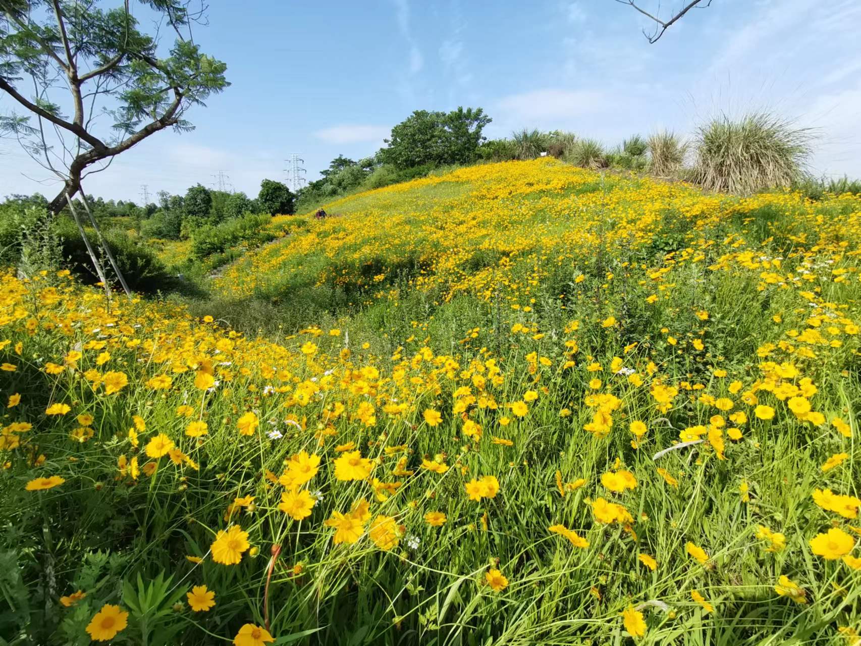 天府新区天府花香谷,成都天府新区花谷