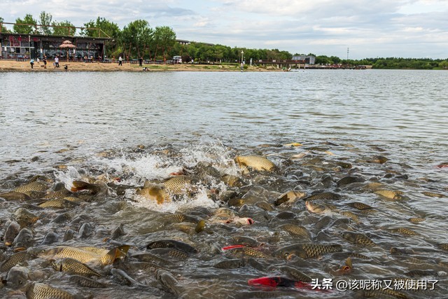 【天福山起义】山东之地理：11.“鲁”字里的鱼是河鱼还是湖鱼？