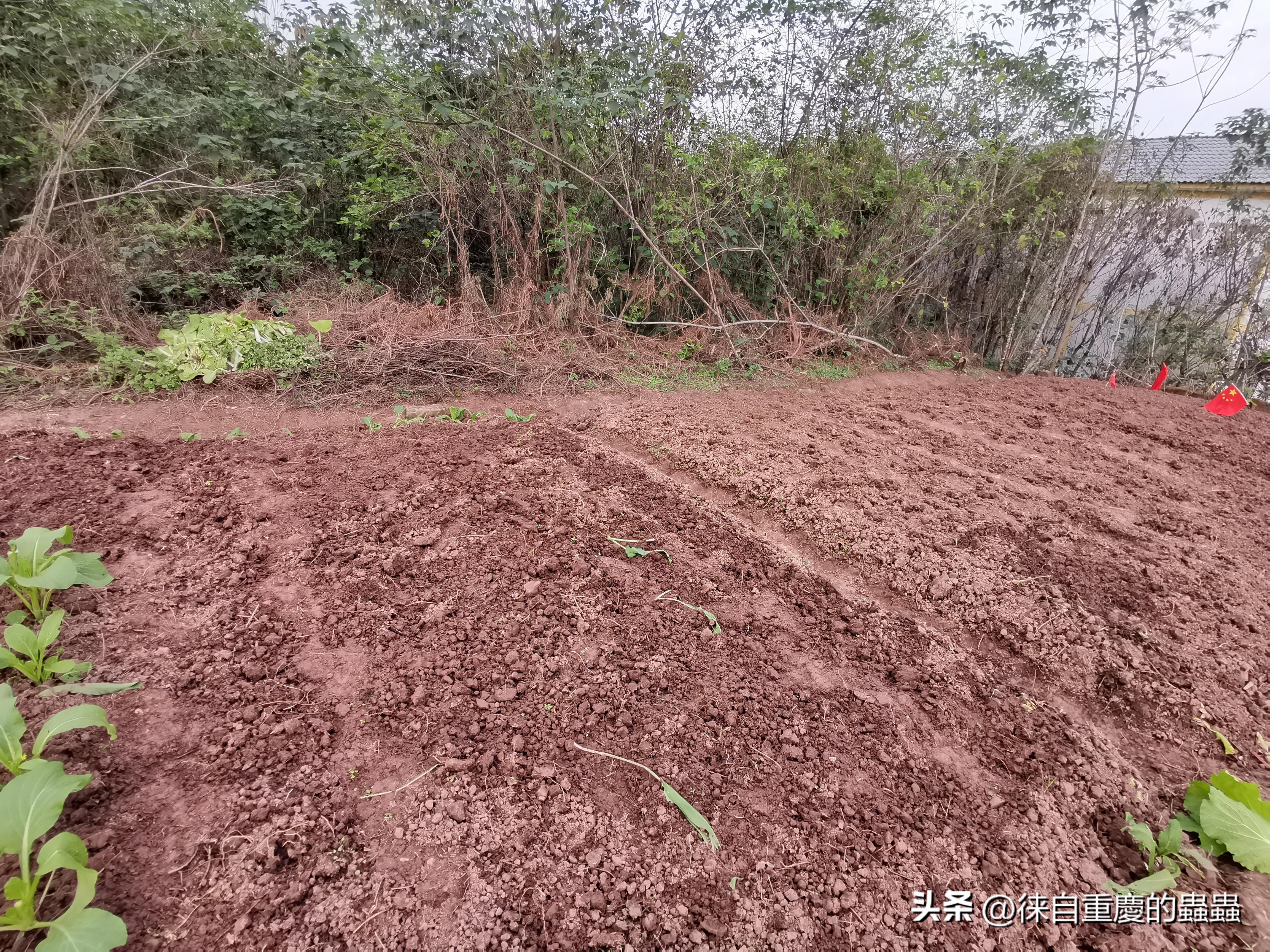 去年在城郊农村租栋破旧民房如今时时感到后悔（四）