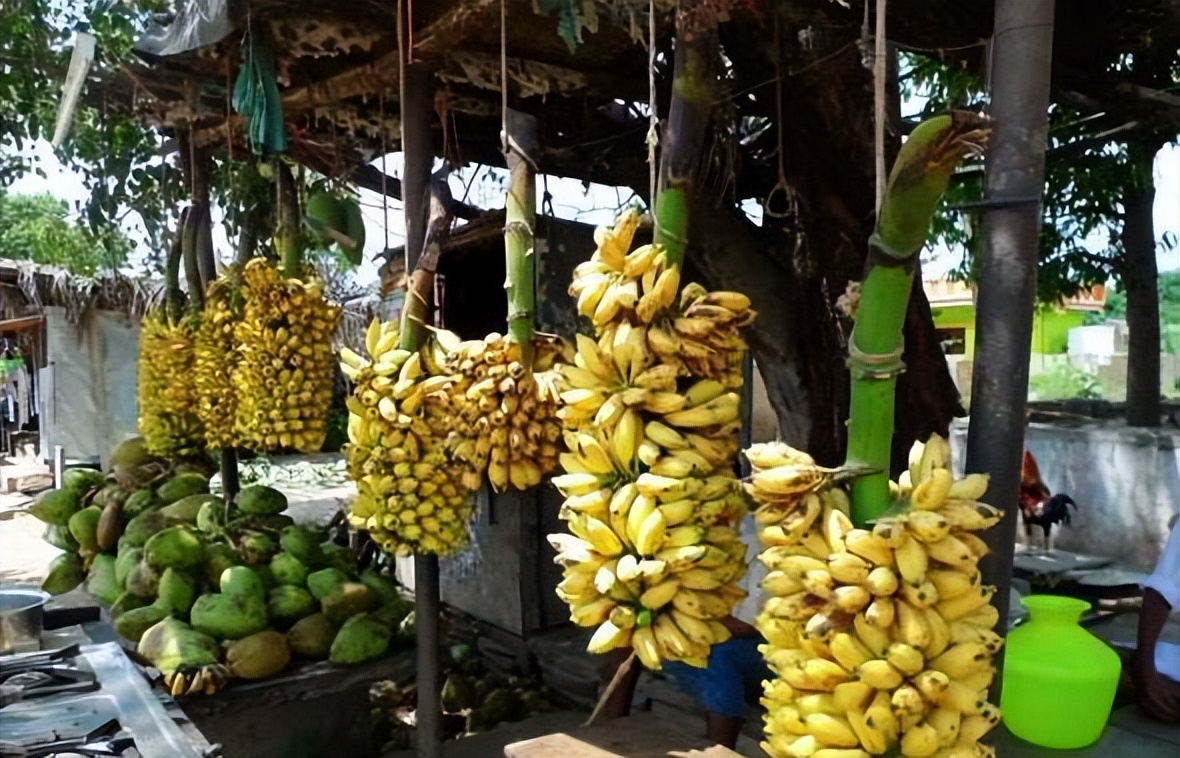 在中国用来喂猪的玉米芯,在中国喂猪的玉米棒子