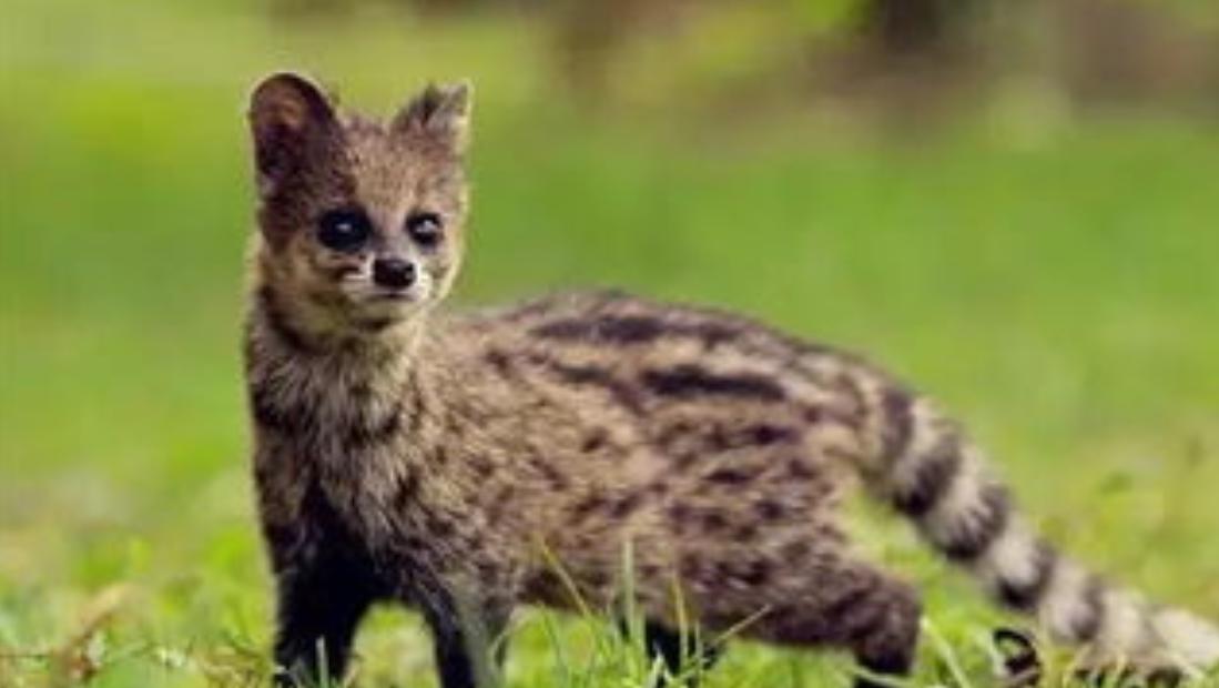 江西老汉活捉神兽四不像,江西老汉活捉神兽六不像