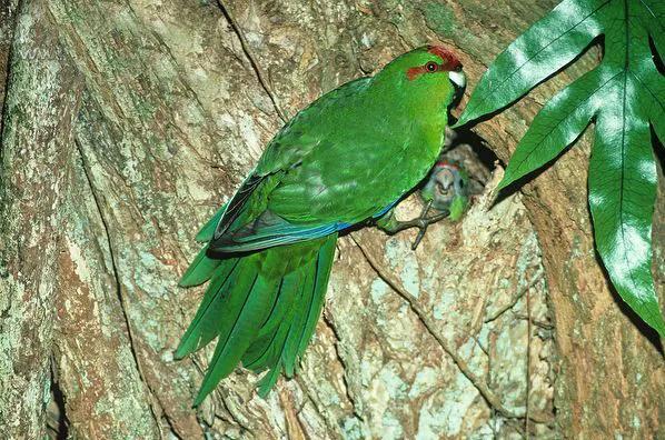 红额鹦鹉讲话,蓝色经典鹦鹉品种图片欣赏