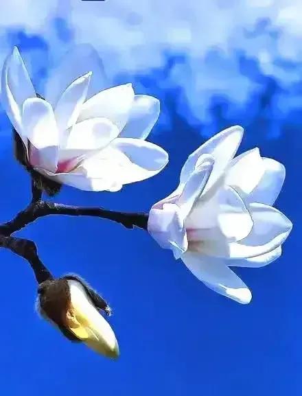 2023年02月27日星期一农历:癸卯年【兔年】二月初八八九第5天