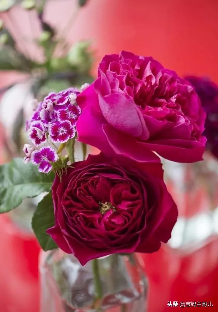 漂亮又特别的玫瑰花图片,特别漂亮的彩色玫瑰花图片