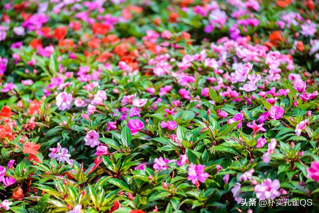 凤仙花指甲笔官方旗舰店,凤仙花歌曲