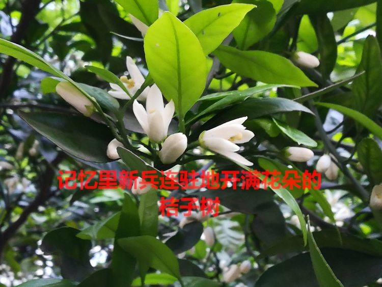 河南洛宁赵明军——火箭军之东风导弹