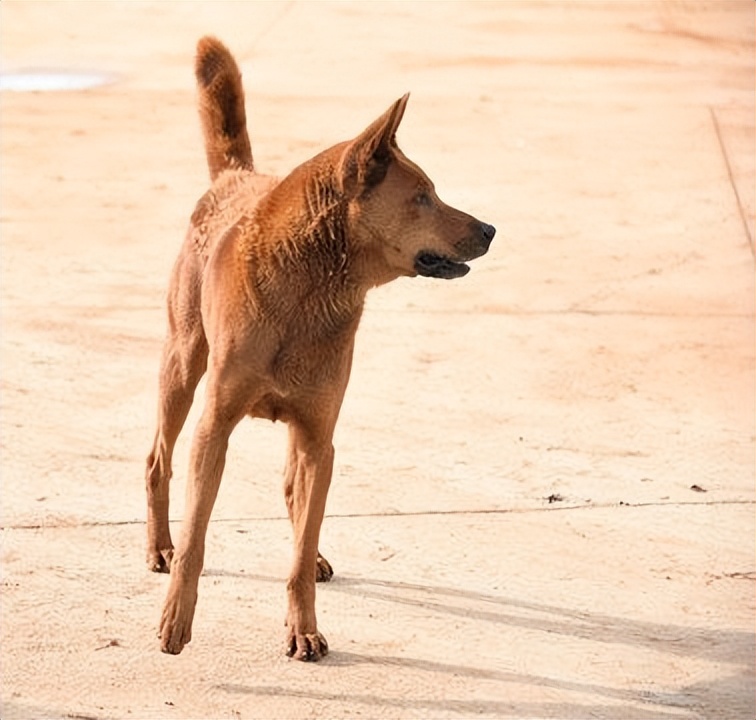 回族不吃猪肉，满族不吃狗肉，那汉族不吃啥肉？很多人却淡忘了