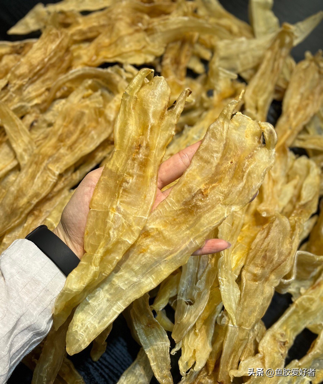 北海胶热销,北海鱼胶的营养价值