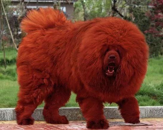 世界最大的狗要多少钱一只,世界上最大的狗狗排行榜第一名