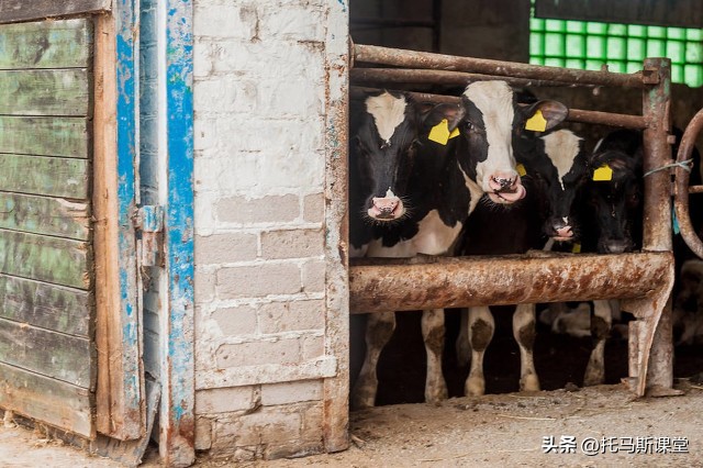 牛价格下跌为什么牛肉还那么贵,为何牛价跌而牛肉价不跌