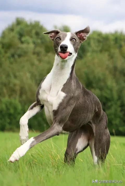 惠比特犬夜猎兔视频最新,惠比特犬猎兔视频国外