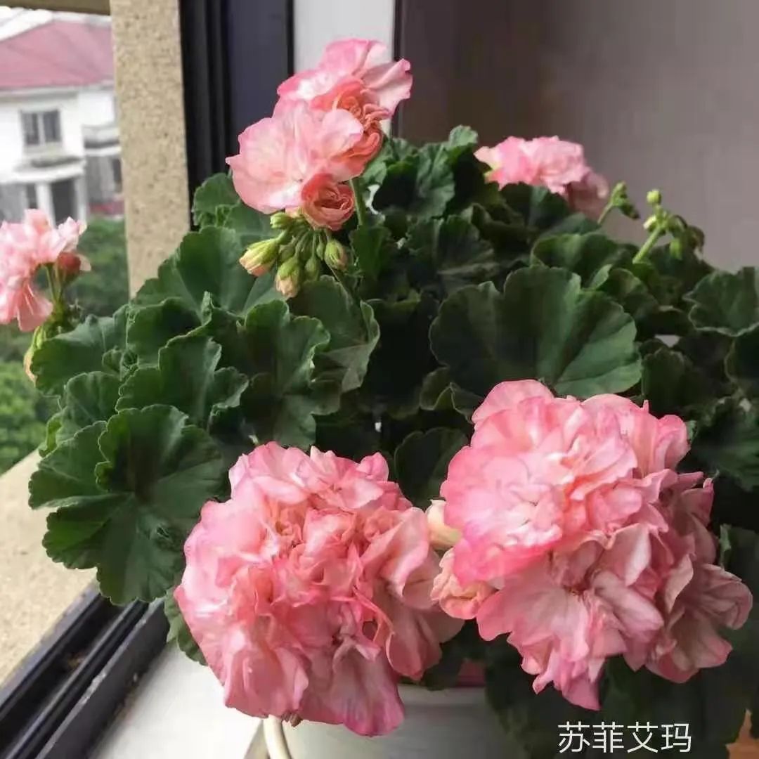 入门天竺葵的扦插方法图解,天竺葵扦插跟绣球扦插方法一样吗