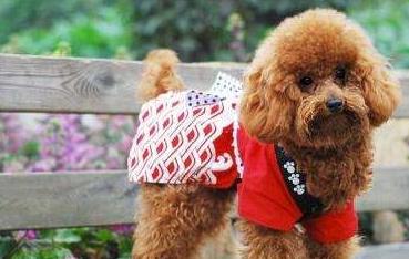 如何给泰迪狗清理肛腺,如何清理泰迪幼犬排泄腺