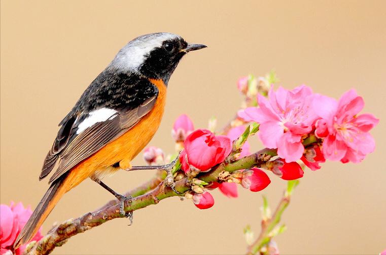 50张最佳鸟类摄影作品,鸟儿大全大图