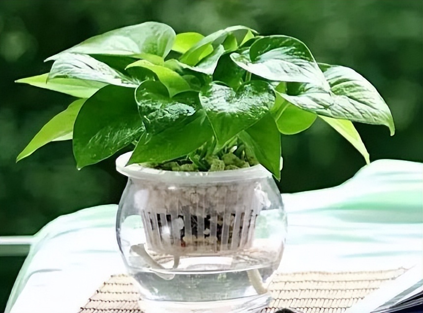 新房种什么植物吸甲醛,什么植物吸甲醛第一名