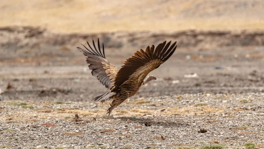 夏天哪里看油菜花最美,夏天去哪里看油菜花最好
