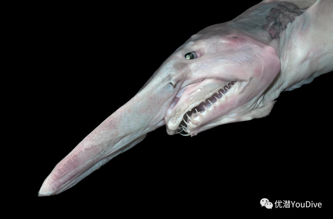 异形怪物万圣节,万圣节之诡异怪谈